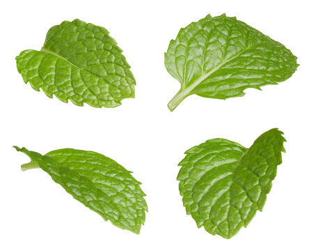 Set of flying fresh mint leaves isolated