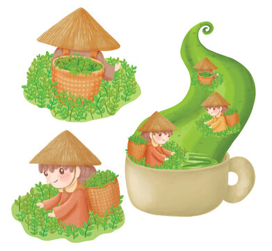 tea harvest picker , hot green tea, tea collect  matcha 