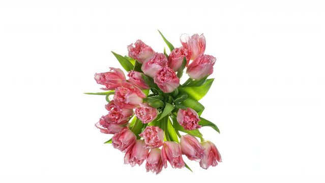 time lapse of a bouquet of pink tulips blooming on a white background, top view, macro photography