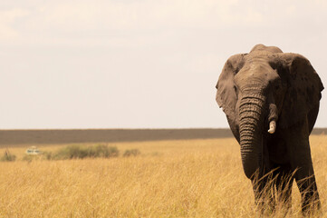 Naklejka na ściany i meble African Male Tusker Elephant in Masai Mara