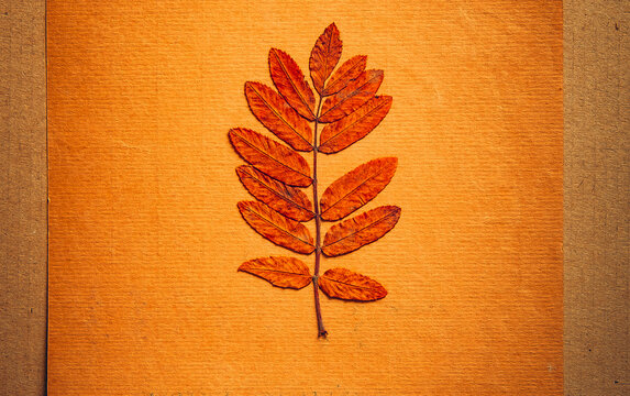 Paper and Autumnal Leaf
