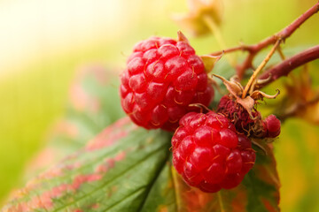 Raspberry bush plant. Defocus branch of ripe raspberries in a garden on blurred green background. Out of focus