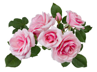 Delicate pink roses with green leaves isolated on white background - Powered by Adobe