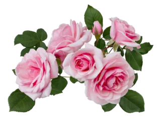 Gartenposter Delicate pink roses with green leaves isolated on white background © alesikka