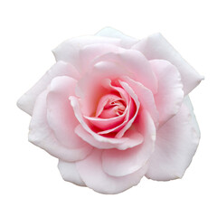 Fresh beautiful pink rose isolated on a white background - 586869261