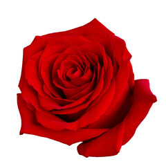 Single Dark red rose is on white background - 586869285
