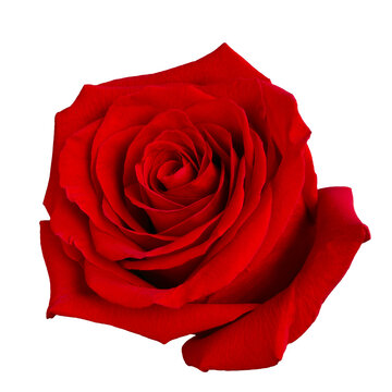 Single Dark red rose is on white background