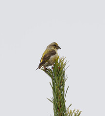 Red crossbill or common crossbill (Loxia curvirostra) female sitting in the tree top in early spring.