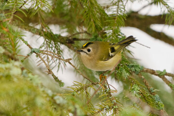 Goldcrest (Regulus regulus) in the forest looking for food in early spring.
