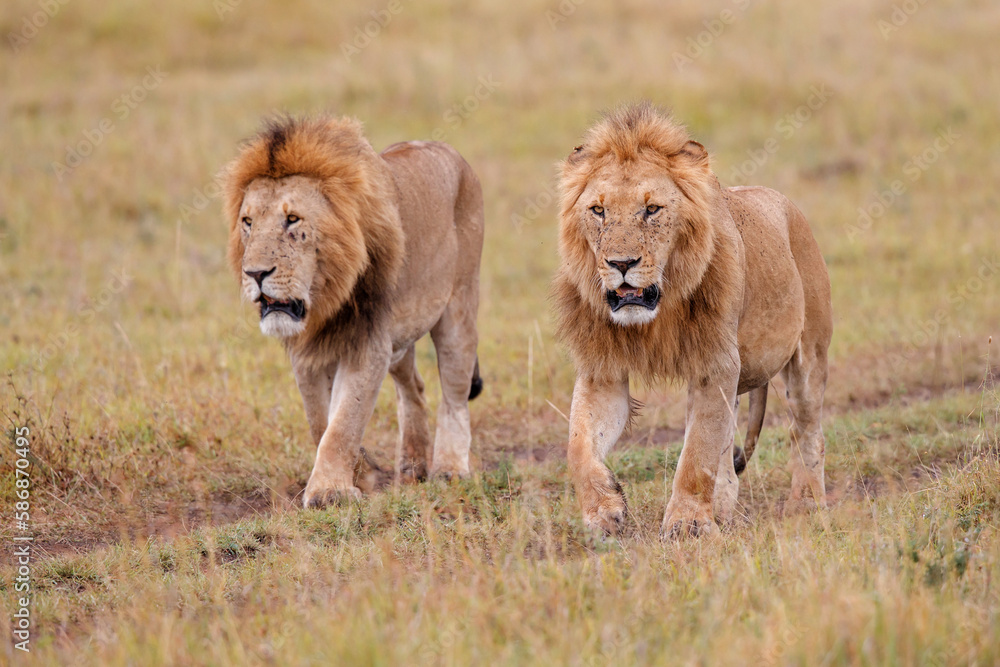 Wall mural Lion brotherhood. Male lions walking on the plains of the Masai Mara National Reserve in Kenya