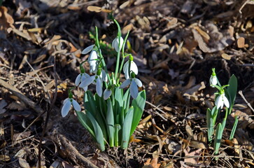 Fresh white snowdrops in garden at early spring, Sofia, Bulgaria  