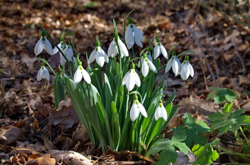 Fresh white snowdrops in garden at early spring, Sofia, Bulgaria  