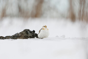 Snow bunting (Plectrophenax nivalis) sitting in the snow in early spring.	
