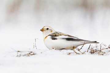 Snow bunting (Plectrophenax nivalis) sitting in the snow in early spring.	
