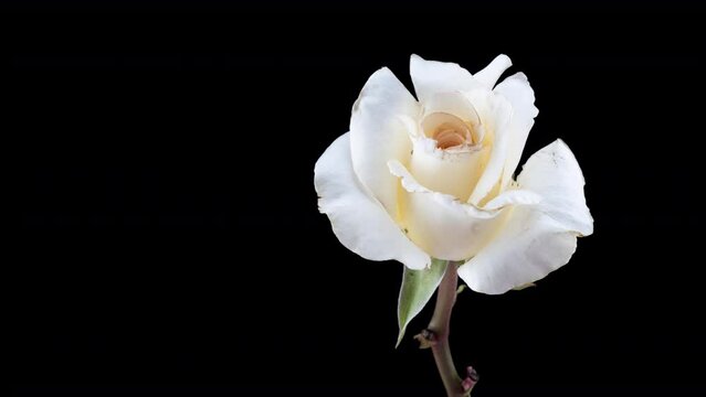 Beautiful opening white rose on black background. Petals of Blooming white rose flower open, time lapse, close-up. Holiday, love, birthday design backdrop. Bud closeup. Macro. 4K UHD video timelapse.