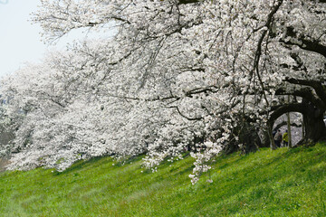 日本の桜 背割提 桜並木