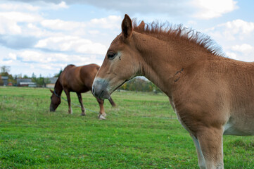Fototapeta premium brown foal in nature, autumn landscape and pasture