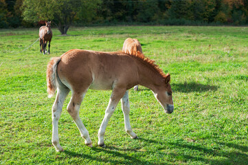 Naklejka na ściany i meble brown foal in nature, autumn landscape and pasture