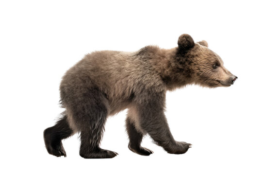an isolated baby brown bear cub walking, side-view, Alaskan, horizontal, mountain-themed photorealistic illustration on a transparent background in PNG. Ursus americanus. Generative AI