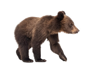 Fototapeta premium an isolated baby brown bear cub walking, side-view, Alaskan, horizontal, mountain-themed photorealistic illustration on a transparent background in PNG. Ursus americanus. Generative AI