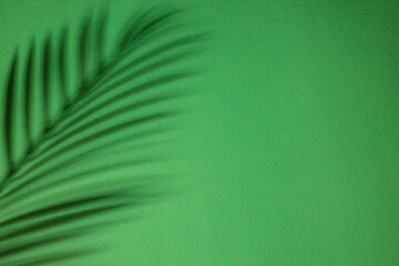 natural palm shadows. Floral silhouette on green background