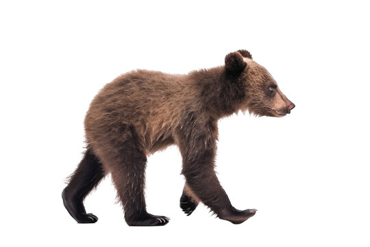 an isolated baby brown bear cub walking, side-view, Alaskan, horizontal, mountain-themed photorealistic illustration on a transparent background in PNG. Ursus americanus. Generative AI