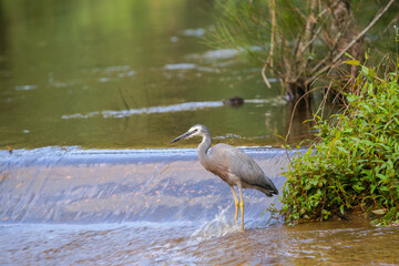 White faced heron on rapids in Shoalheven River patiently feeding