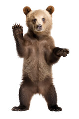 Obraz premium an isolated baby brown bear cub standing up, front-view, North American, horizontal, mountain-themed photorealistic illustration on a transparent background in PNG. Ursus arctos. Generative AI