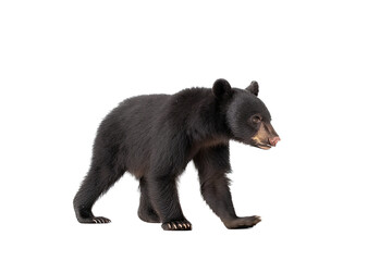 an isolated baby black bear cub walking, side-view, Alaskan, horizontal, mountain-themed photorealistic illustration on a transparent background in PNG. Ursus americanus. Generative AI - obrazy, fototapety, plakaty