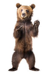 an isolated baby brown bear cub standing up, front-view, North American, horizontal, mountain-themed photorealistic illustration on a transparent background in PNG. Ursus arctos. Generative AI