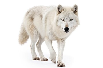 Arctic wolf image isolated on white background strolling in winter snow in Canada, gazing directly at the camera. Generative AI