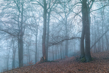 Herbstwald, Eichen Buchen im Winter bei Nebel Dunst am Dammelsberg