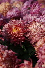 pink chrysanthemum