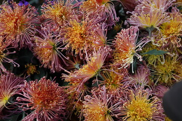 pink and orange chrysanthemum