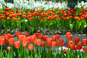 Red and white tulips flower in the field with vivid color in Netherlands .Fresh spring flowers in the garden.