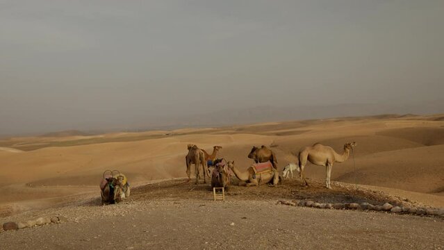 A hord of camels in the Agafay desert in Morocco