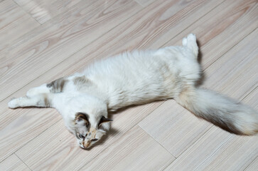 Close-up of beige cat lying on the floor and looking away