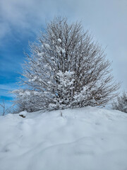 Obraz premium snow covered trees