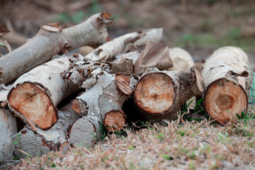 Piece of wood for kindling fire on blur background. Large circular piece of wood. Wood texture. Detail wood. High quality photo.