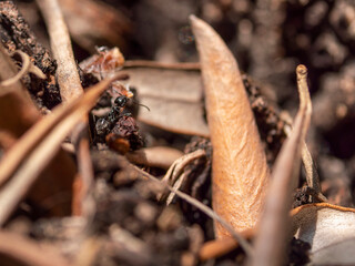 Spring and the sun warms the earth creatures. An ant is exploring some dry leaves left over from winter.