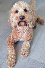 Cockapoo