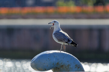 Goéland perché sur une bitte d'amarrage