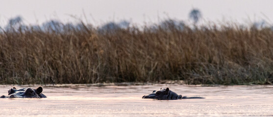 Telephoto shot of the head of a partially submerged hippopotamus, Hippopotamus amphibius, being restless in the Okavango Delta, Botswana.