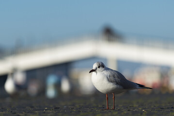 Mouette sur le quai d'un port