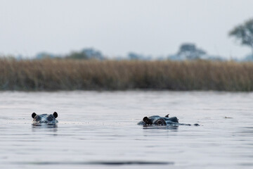 Low perspective shot of a partially submerged hippotamus, Hippopotamus amphibius, floating in the...