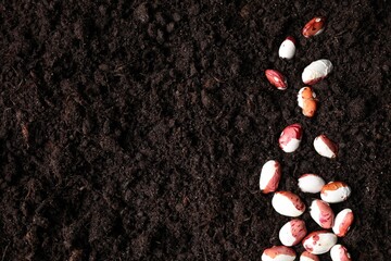 Many bean seeds on fertile soil, top view. Space for text