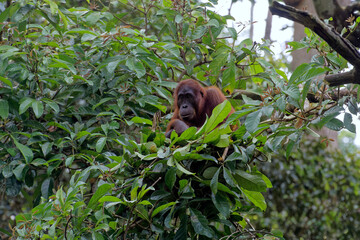 Impressionen von Borneo - Malaysia
