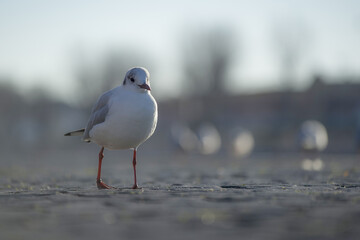 Mouette sur le quai d'un port