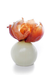 Onion on a white background.