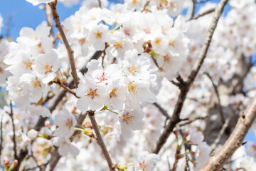 White cherry blossoms in full bloom. Blue sky, warm spring sunshine